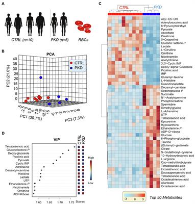 Red Blood Cell Metabolism in Pyruvate Kinase Deficient Patients